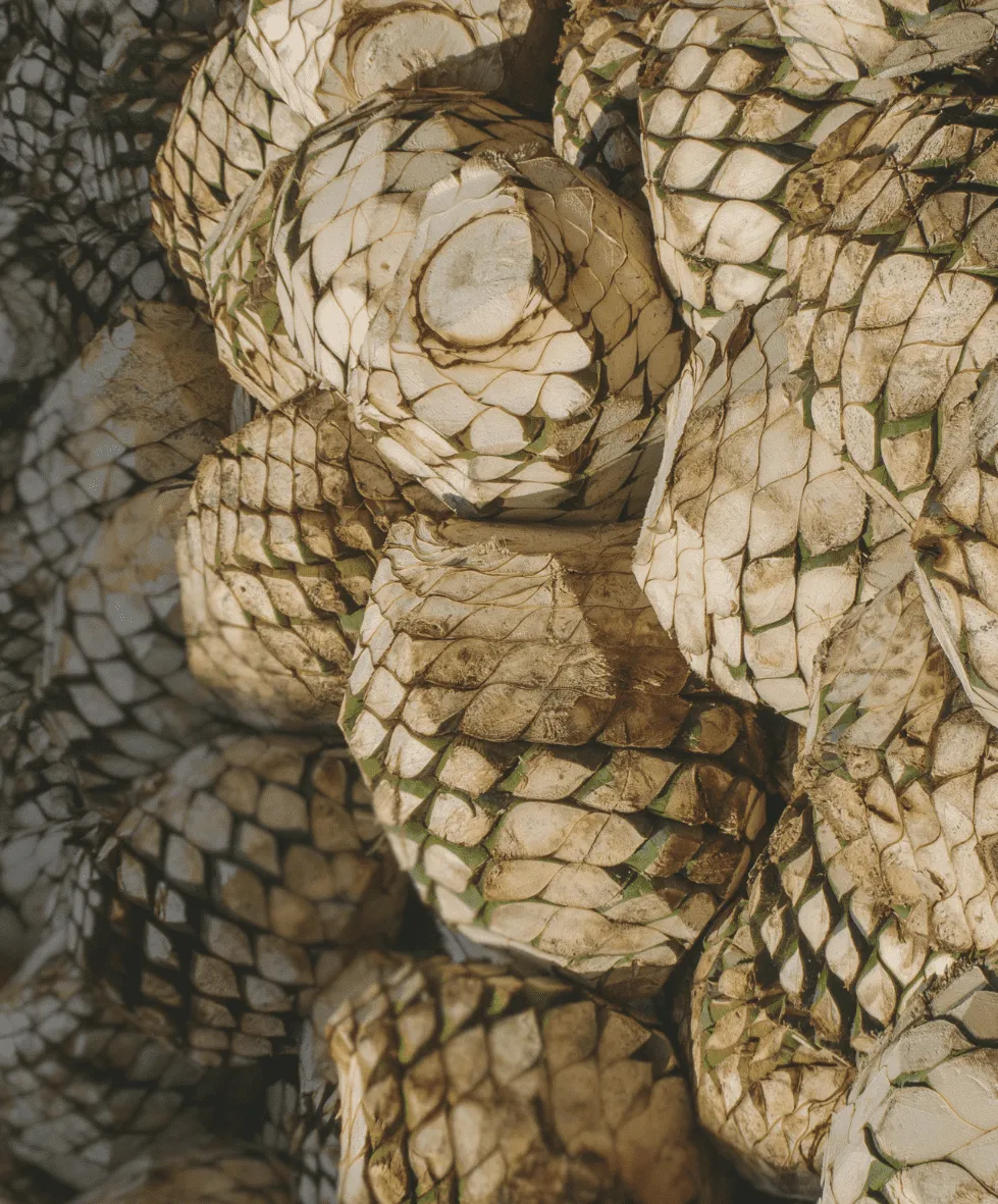 Proceso de cocción de piñas de agave en horno tradicional