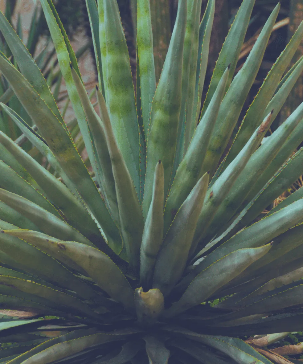 Proceso de cosecha de agave espadín para mezcal