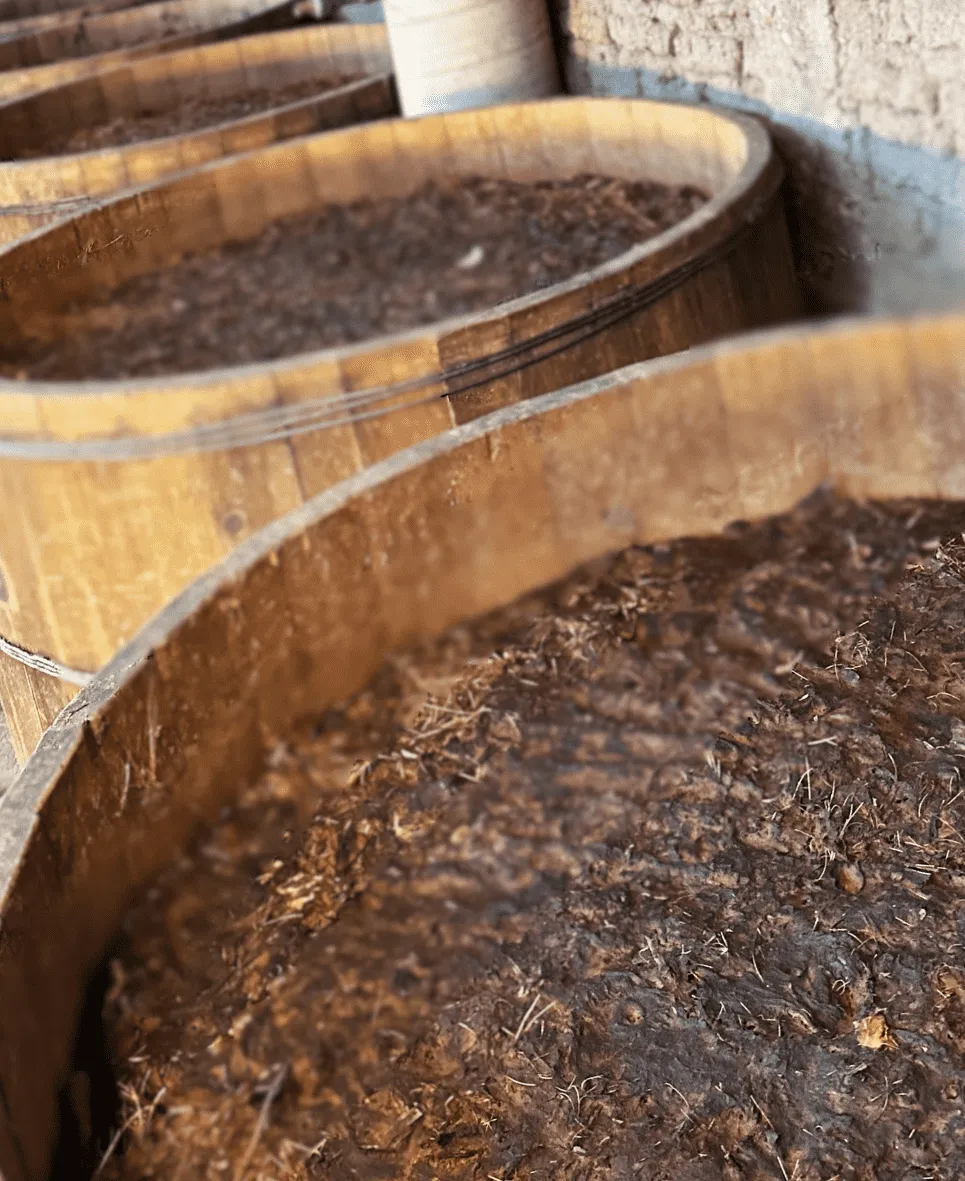 Fermentación de jugos de agave para mezcal