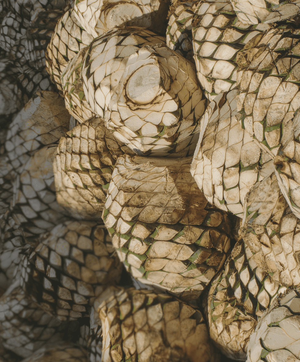 Proceso de cocción de piñas de agave en horno tradicional